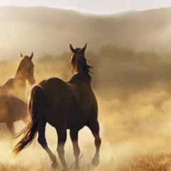 Кухонный фартук Фауна 032 МДФ матовый (3000) Fauna в Дегтярске - degtyarsk.mebel24.online | фото