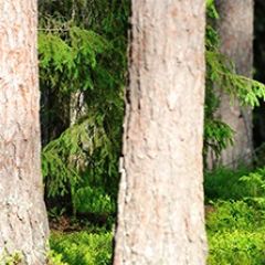 Кухонный фартук Фауна 033 МДФ матовый (3000) Fauna в Дегтярске - degtyarsk.mebel24.online | фото