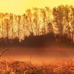 Кухонный фартук Фауна 037 МДФ матовый (3000) Fauna в Дегтярске - degtyarsk.mebel24.online | фото