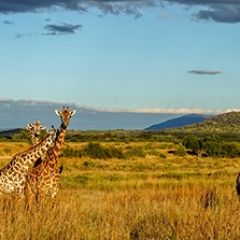 Кухонный фартук Фауна 061 МДФ матовый (3000) Fauna в Дегтярске - degtyarsk.mebel24.online | фото