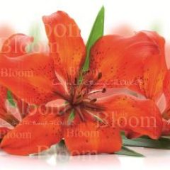 Кухонный фартук КМ 235 Композит глянец (3000) в Дегтярске - degtyarsk.mebel24.online | фото